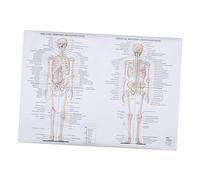 Anneome Poster Anatomia su Figura Scheletrica e Muscolare Pittura Didattica per Scuole e Laboratori Facile e Apprendimento Organi