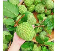 annona squamosa decorazioni autunnali giardino facile curare 50semi