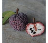annona squamosa terrazzo giardino roccioso pluriennale in vaso 150semi