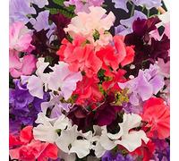 Annual Lathyrus Odoratus Mix Flower 40 Sweet Pea Seeds.