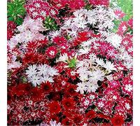Annual Phlox Mix - Drummondii Twinkle Mix 50 Seeds Seeds ONLY