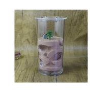 Ant Farm Mini rotondo formica nido fattoria tazza d'acqua acrilico trasparente piccola colonia area di alimentazione formica osservazione formica esperimento scientifico formicarium formiche vive e