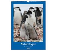 Antarctique des oiseaux de légende (Calendrier mural 2026 DIN A3 horizontal), CALVENDO calendrier mensuel: A la découverte des oiseaux d'Antarctique