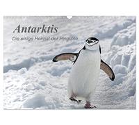 Antarktis, die eisige Heimat der Pinguine (Wandkalender 2026 DIN A3 quer), CALVENDO Monatskalender: Ein kleiner Einblick in die bezaubernde, eisige Natur am südlichen Ende der Welt.