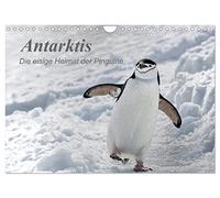 Antarktis, die eisige Heimat der Pinguine (Wandkalender 2026 DIN A4 quer), CALVENDO Monatskalender: Ein kleiner Einblick in die bezaubernde, eisige Natur am südlichen Ende der Welt.
