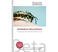 Anthidium Maculifrons: Bee, Beeswax, Antenna (Biology), Pollination, Honey