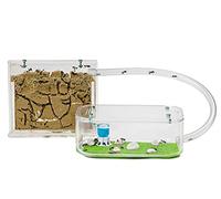 AntHouse piccolo formicaio Basic Kit (ANT con Regina Free)