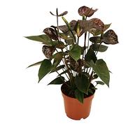 Anthurium andreanum"Black Karma" - with black flower in 12cm pot