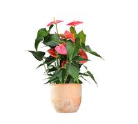 Anthurium Rosa Altezza 45 cm, Pianta Vera, Pianta da Interno, Vaso Artigianale in Terracotta