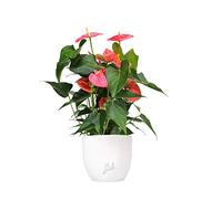 Anthurium Rosa Altezza 45 cm, Pianta Vera, Pianta da Interno, Vaso Artigianale in Terracotta - Bianco Perlato