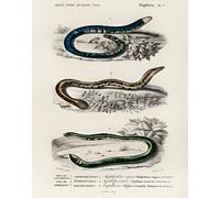 Antica arte da parete scienza rettile - poster specie serpente -...