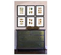 Antico Uccello Uova Collezione Set Di 6 Stampa Arredo Casa da Parete