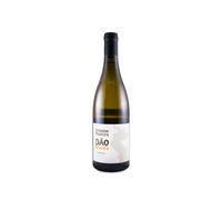 António Madeira Branco 2024