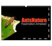 AntsNature - Faszination Ameisen (Wandkalender 2026 DIN A3 quer), CALVENDO Monatskalender: Einblicke der besonderen Art in die Welt der Ameisen