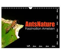 AntsNature - Faszination Ameisen (Wandkalender 2026 DIN A4 quer), CALVENDO Monatskalender: Einblicke der besonderen Art in die Welt der Ameisen