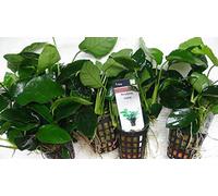 ANUBIAS Nana - Piante Vive per Acquario