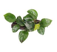 ANUBIAS NANA su legno - misura 10 cm