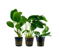 Anubias Set Con 3 Piante Acquario Piante D'Acqua AquaOne Set Nr.242