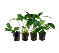 Anubias Set Con 4 Piante Acquario Piante D'Acqua AquaOne Set Nr.134