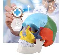 Aoaoy Modello di anatomia del cranio umano dell'esemplare Strumento Educativo Colorato Adulto Cranio Umano Anatomia Modello con Carta