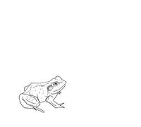 Aoife O' Donovan Bull Frogs Croon (and Other Songs) (Vinyl LP)