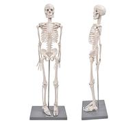 Aolidsive Modello di Scheletro Umano con Supporto, Braccia e Gambe | Sussidio didattico di anatomia, base e asta di supporto, costruzione in resina speciale, formazione medica per scuole e