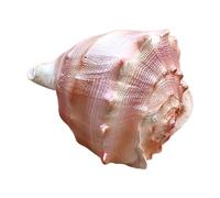 Aouoeeo Conchiglie di Mare, Conchiglie, Conchiglie Grandi, Conchiglie di Mare, Grandi Conchiglie Decorative per Feste a Tema Spiaggia, Matrimoni, casa D