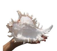 Aouoeeo Conchiglie di Mare, Conchiglie di Mare Conchiglia di Mare Grande Conchiglie Naturali Pollici Perfette per acquari Decorazioni per Matrimoni Tema Spiaggia P