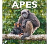 Apes 2027 Calendar | Square Wall Calendar | Animal Gift | Plastic Free Packaging | by Avonside Publishing