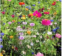 App 10000 Seeds: Serendipity di Butterfly Garden Wildflower Seed Mix and Sacco di Colouri Semi Bulk Seeds ONLY