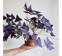 appartamento Oxalis triangularis d'appartamento purificatrici d'aria Decorazioni autunnali per un giardino resistente primaverili, resistenti in vaso 130semi