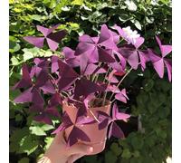 appartamento Oxalis triangularis semi di tappezzanti resistenti al freddo balcone insoliti ombra semi di selvatici 250semi