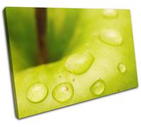 Apple Fruit Green Water Drops Food Kitchen SINGLE TELA parete arte foto stampa
