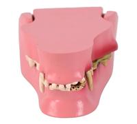 Applicazione multipla di scena Modello di denti per cani per l'educazione veterinaria Formazione per la cura degli animali domestici e l'apprendimento domestico in materiali in PVC Insegnamento della