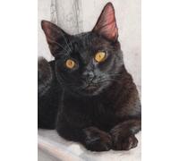 Approx A5 notebook / journal with Black Cat artwork by Sally Sturgess: 100 lined pages. Perfect gift for wildlife lover, cat lover or art enthusiast. Supports a UK artist
