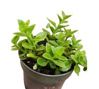 Aptenia cordifolia fiore rosa succulenta pendente pianta grassa bella di giorno