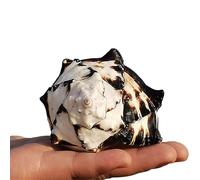 ApuaVireo&Co Conchiglie naturali di crescita di granchio eremita grandi, perfette for decorazioni for la casa fai da te for feste a tema spiaggia(L)