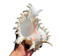 ApuaVireo&Co Conchiglie naturali di grandi dimensioni perfette for acquari, decorazioni for matrimoni, feste a tema spiaggia, decorazioni for la casa, artigianato fai da te(E)