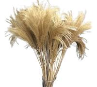 ApuaVireo&Co Erba della Pampa Grande 10-15CM/40PCS Fiori Secchi Piccolo Bouquet di Erba della Pampa Fai da Te for Decorazioni for la Casa, Matrimonio