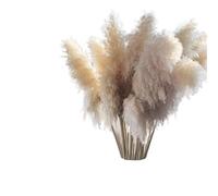 ApuaVireo&Co Erba della Pampa Grande 120 cm Erba della Pampa Naturale Bianca Decorativa Alta Beige Grande Essiccata for Composizioni Floreali da Matrimonio Giardino Casa Stanza(120cm No Vase,5pcs)