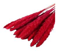 ApuaVireo&Co Erba della Pampa Grande 15 Pezzi di Erba della Pampa Secca Piccola Fiori Artificiali for la Decorazione Piante Vere Decorazione for la Casa Decorazione for Matrimoni(Red)