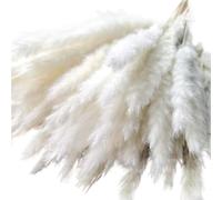 ApuaVireo&Co Erba della Pampa Grande 15 Pezzi Fiori Secchi Naturali Piccola Erba della Pampa for la Decorazione di Nozze Artificiali in Stile Country for la Casa(White)