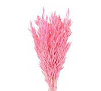 ApuaVireo&Co Erba della Pampa Grande 25/50 Pezzi di Spighe di Grano Essiccate Naturali Fiori Veri Decorazione Erba della Pampa Coda di Coniglio Fiori Decorazione for la Casa(Rose Red,25pcs)