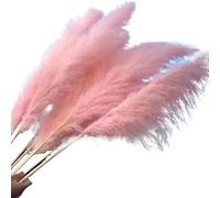 ApuaVireo&Co Erba della Pampa Grande 5 Pezzi/10 Pezzi 60 cm Grande Erba della Pampa Fiori Secchi Soffici Forniture for Matrimoni Decorazione Fiore Artificiale(10Pcs)