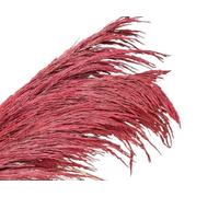 ApuaVireo&Co Erba della Pampa, grande erba della Pampa, alta 80-120 cm, fiore essiccato vintage floreale marrone naturale, pianta grande for bouquet decorativo da soggiorno(80-120cm-02,12pcs)