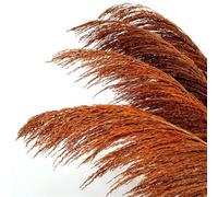 ApuaVireo&Co Erba della Pampa, grande erba della Pampa, alta 80-120 cm, fiore essiccato vintage floreale marrone naturale, pianta grande for bouquet decorativo da soggiorno(80-120cm,12pcs)