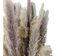 ApuaVireo&Co Pampas Grass Large 110-120cm Grande soffice Pampas Grass Decor Bouquet di fiori secchi, composizione floreale vintage for cerimonia di nozze, casa, Natale(Primary,5pcs)