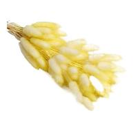 ApuaVireo&Co Pampas Grass Large 30/60pcs Lagurus Erba secca naturale soffice Pampas Dry Bouquet for la decorazione domestica Fiore Coda di coniglio Composizione nuziale(Yellow,30pcs)