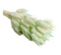 ApuaVireo&Co Pampas Grass Large 30/60pcs Lagurus Erba secca naturale soffice Pampas Dry Bouquet for la decorazione domestica Fiore Coda di coniglio Composizione nuziale(Light Green,30pcs)