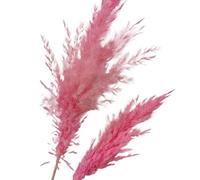ApuaVireo&Co Pampas Grass Large 5 pezzi Grandi fiori di Pampas Grass Tintura Fiori di canna nera for soggiorno, negozio, decorazione for riunioni(Pink)